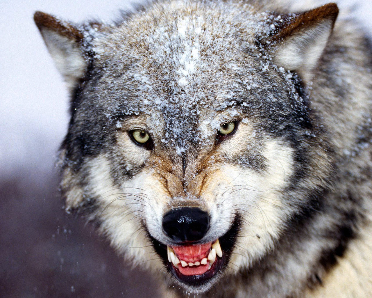 Vukovi Wolf+3