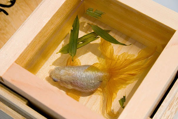 3D realistic goldfish painting by Riusuke Fukahori