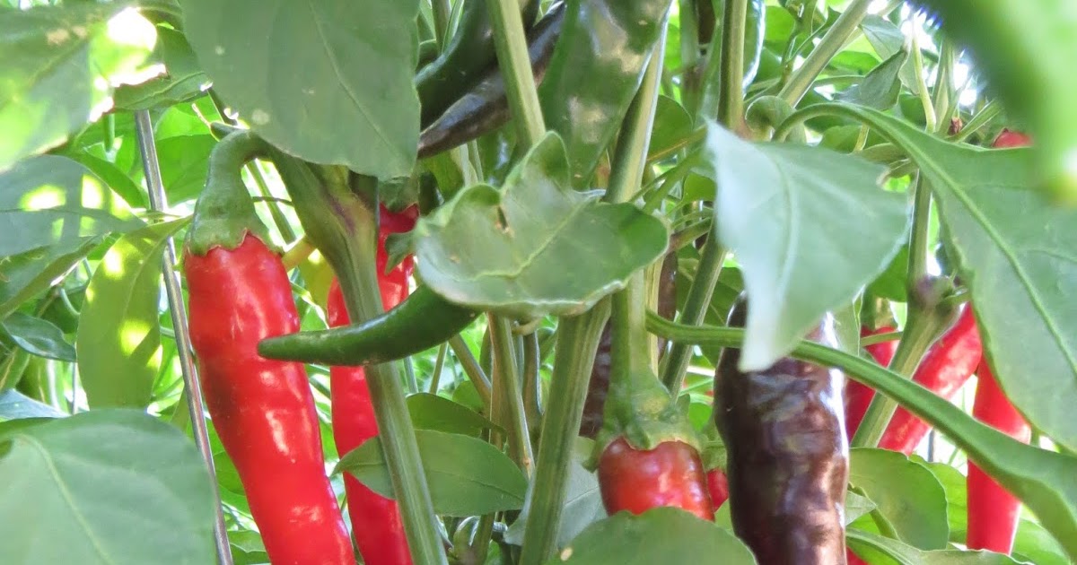 Sky Minded & Ever Growing Cayenne Peppers 6 Health Benefits & Recipes