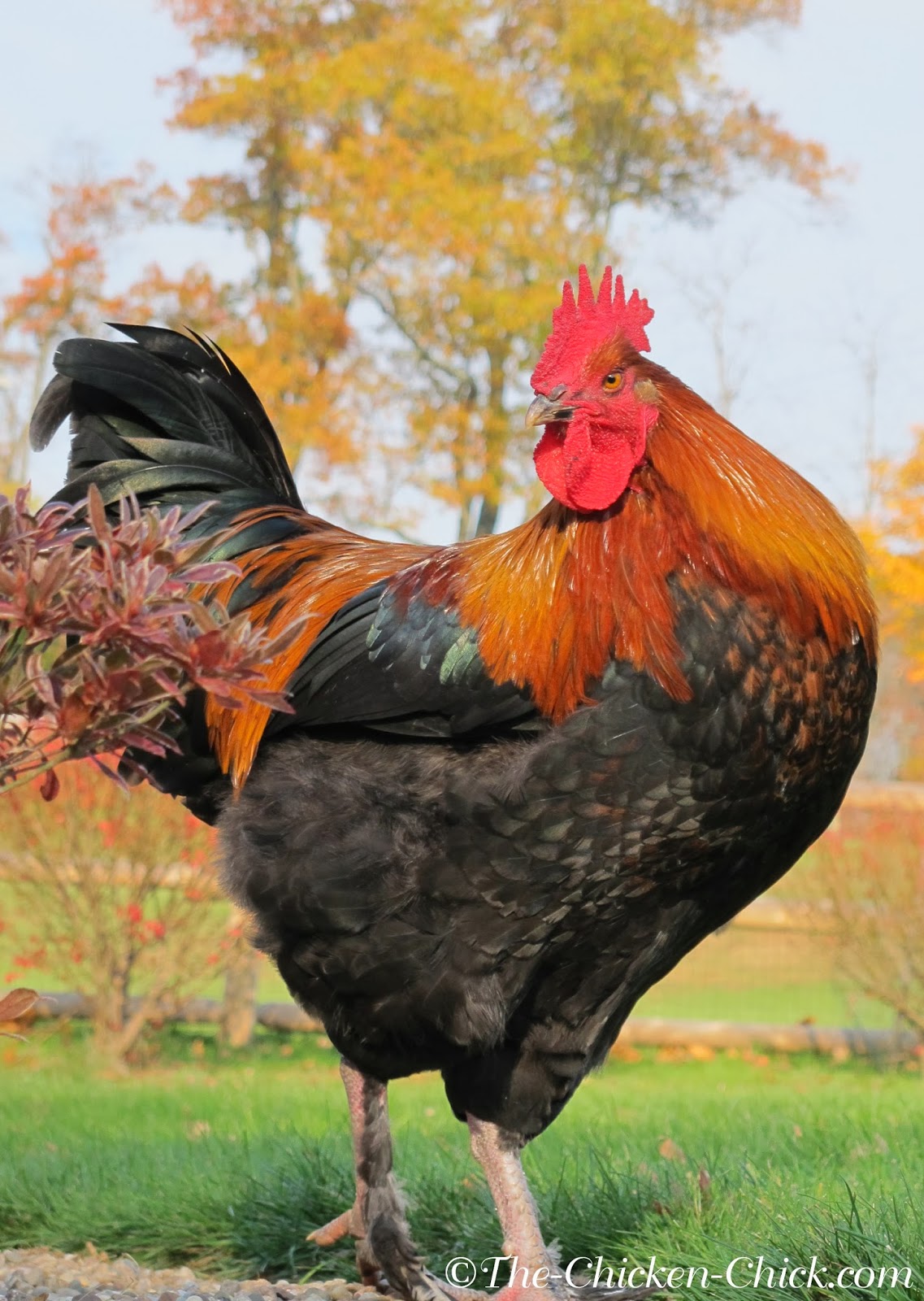 Sparky (Black Copper Marans cockerel) has found his voice recently and is a...