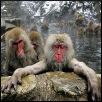 Japanese Water Monkeys (~jwm~) Steam Group
