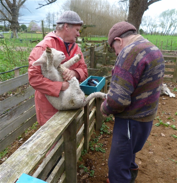 jobs on a sheep farm