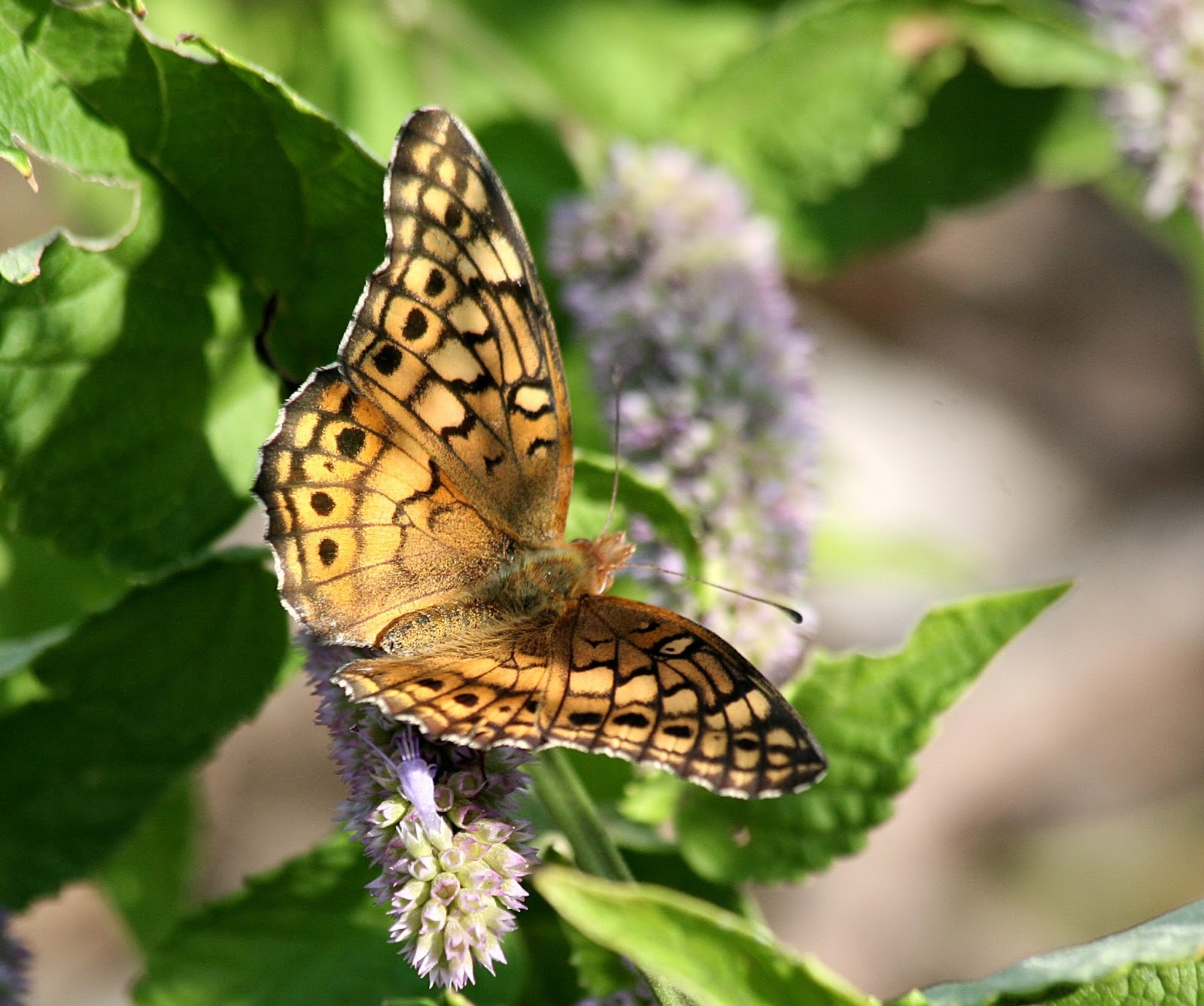 MICHIGAN BUTTERFLIES AND SKIPPERS