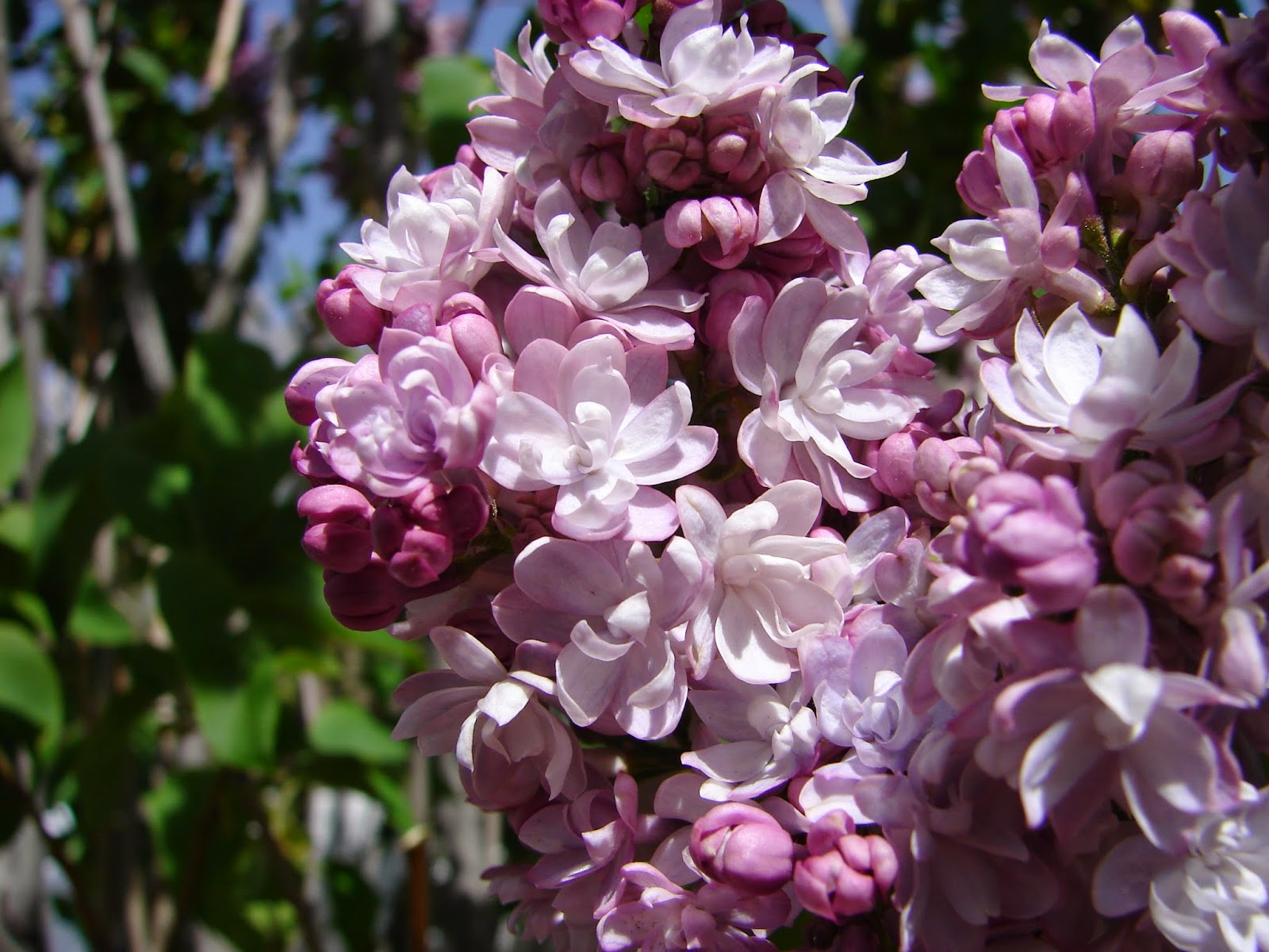 The Neighbor S Blog 52 Blessings Syringa Vulgaris