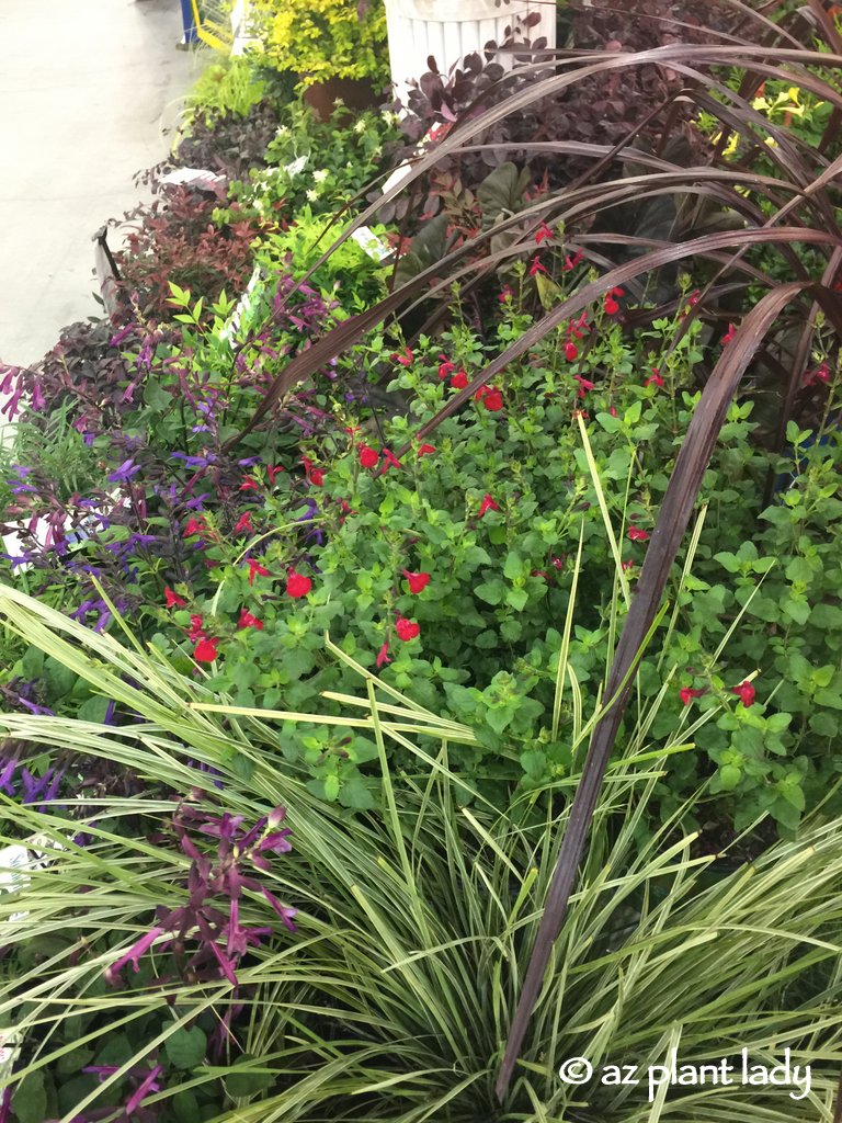 Wandering Wednesday At Home With Jemma