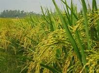 Bộ sưu tập cây lúa ở Lâm Đồng