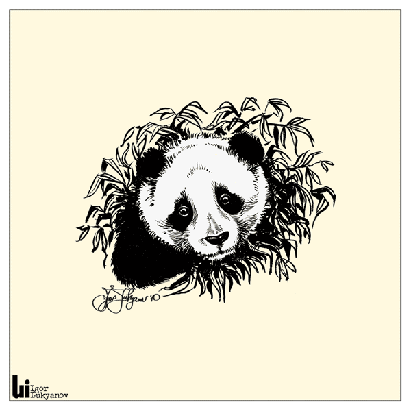 drawn panda bear