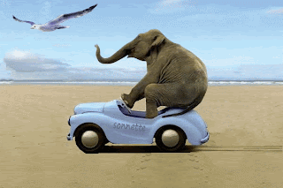 funny elephant picture
