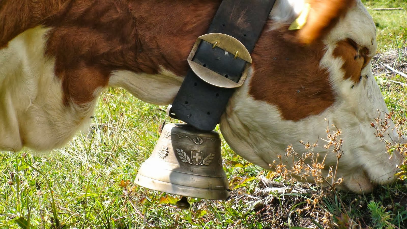 Toutes les vaches ont une cloche