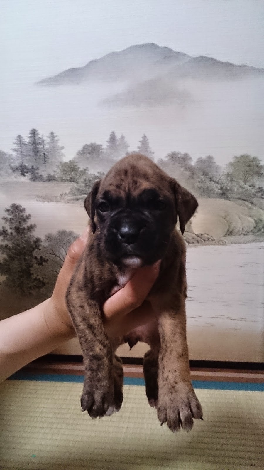 B D Star ボクサー犬子犬販売