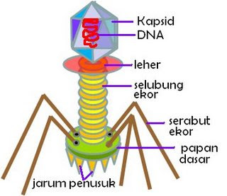 Gambar virus Struktur dan anatomi tubuh virus