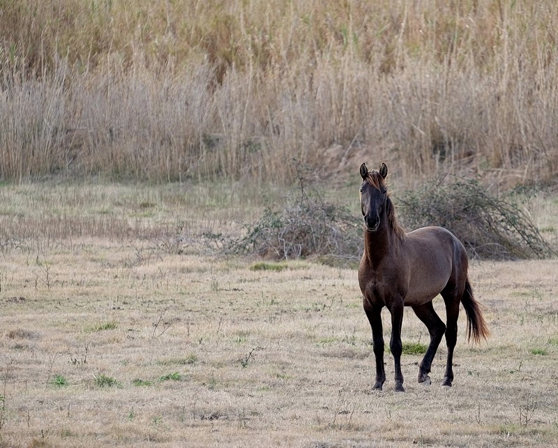 Fujifilm X-E2 + XF 55-200 OIS a 200 (300) mm • ISO 200 • 1/150 • f/5,6
