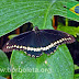 Battus polydamas