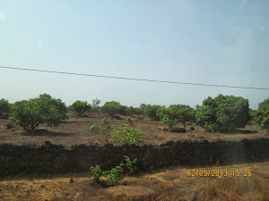 Mango Orchards of Sindhudurg District.