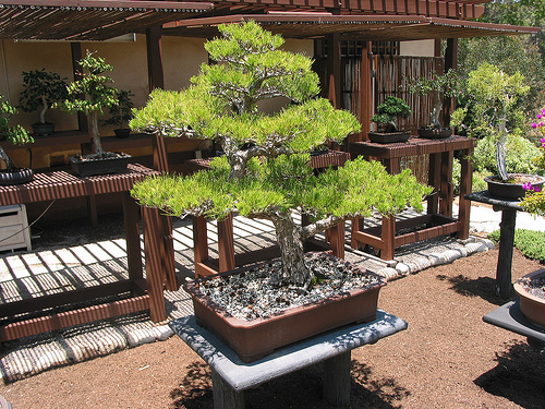 garden design bonsai garden garden design bonsai garden