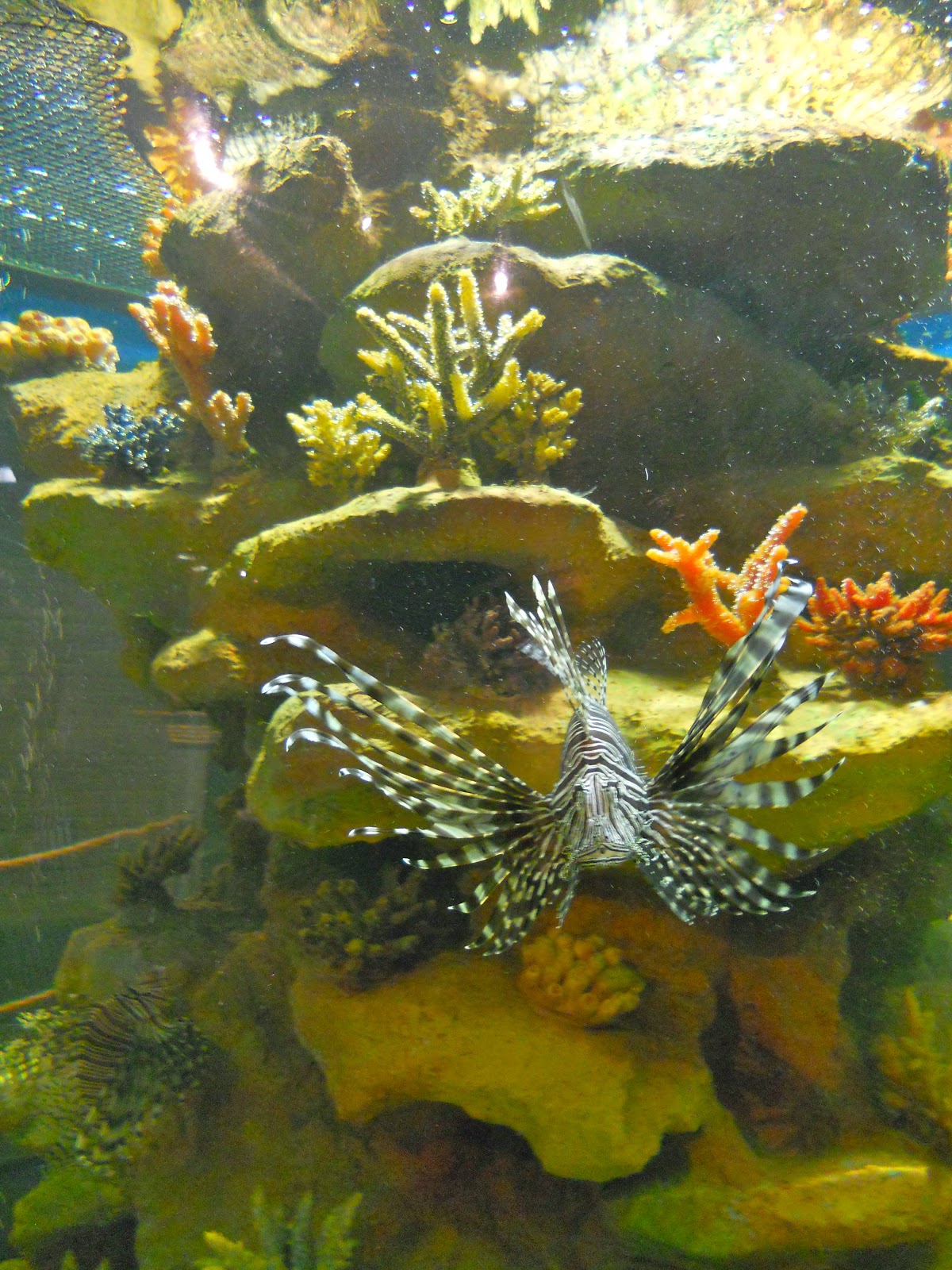 SMITTEN...in cleveland Visiting The Greater Cleveland Aquarium