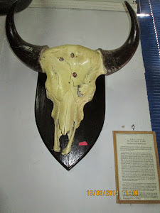 "GAUR SKULL" with a factual history.