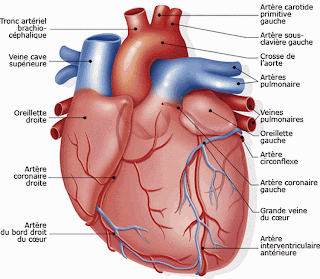 تكيفات الجهاز القلبي الوعائي للجهد البدني