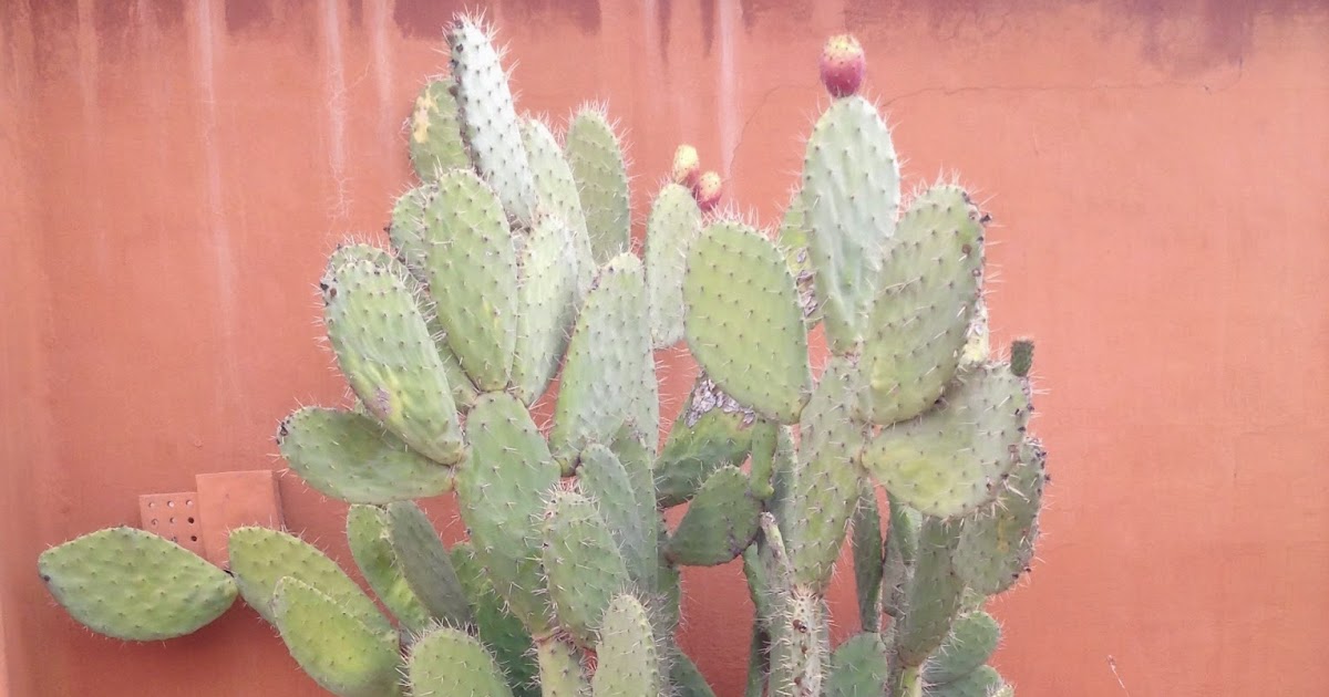 A Passage to Tangier Plants of MoroccoPlantes du Maroc