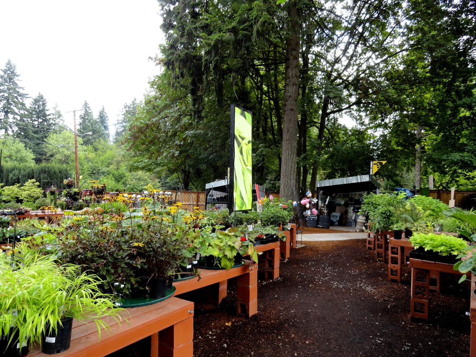 danger garden Discovering a new nursery, The Garden Corner...