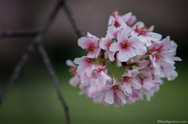 Cherry Blossom Flowers