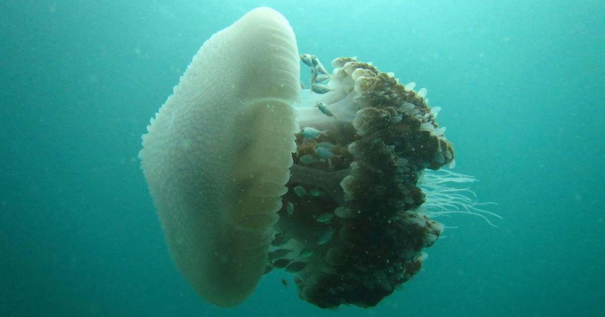 The Dive Academy Blog Jelly fish whilst diving
