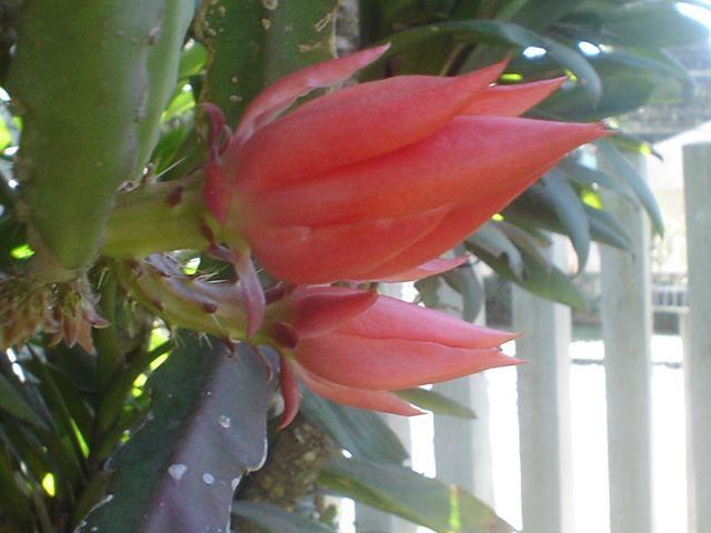 cactusorquidea epiphyllum vermelha botão