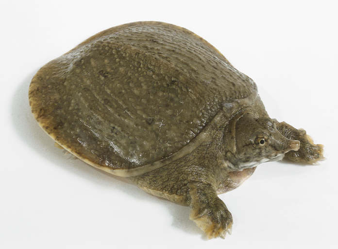 Asiatic Softshell Turtle Animals World