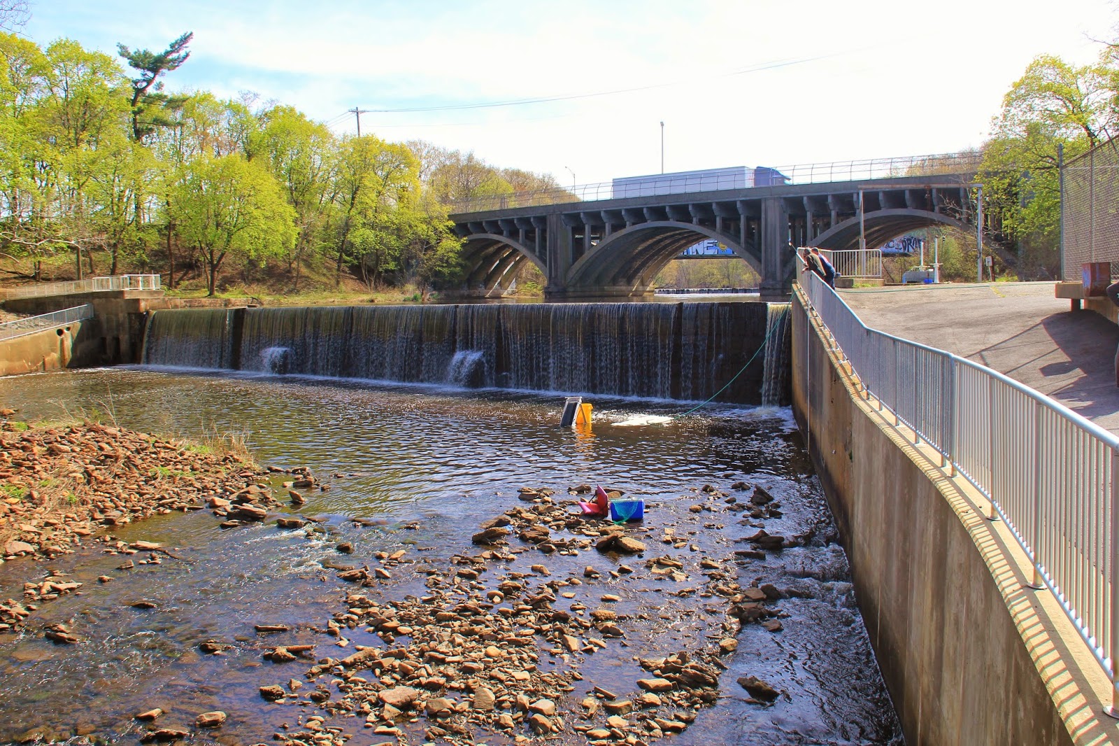 Nature on the Edge of New York City Baby Glass Eels in New York Harbor