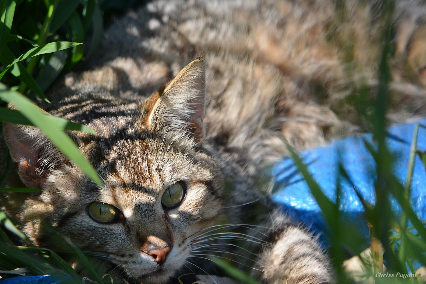 The Feral Life #Compassion Cats: Dusty the Feral Cat, Candid