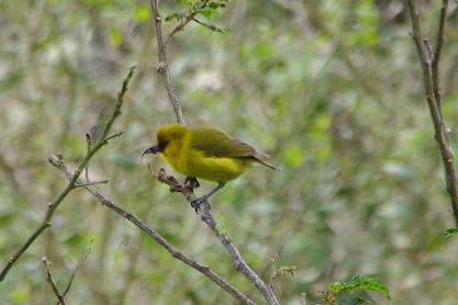 Conservation Journeys 不思議な生き物の楽園を守る旅 ハワイ島 火山の島の不思議な鳥たち