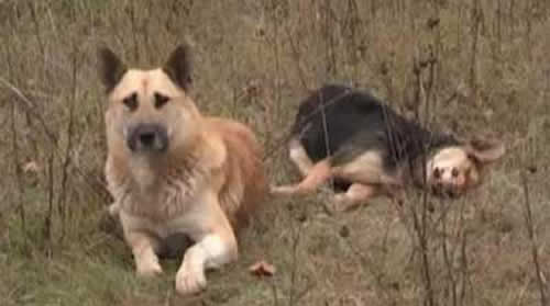 Kisah Nyata Kesetiaan Seekor Anjing Di Rusia
