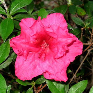Click on the image to enlarge it. Early Azalea in the front yard