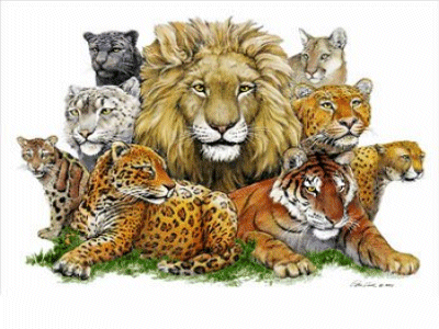 family cat cats big animal felidae animals species tree never wild felids were facts they phylogenetic nature insinuated golden eyes