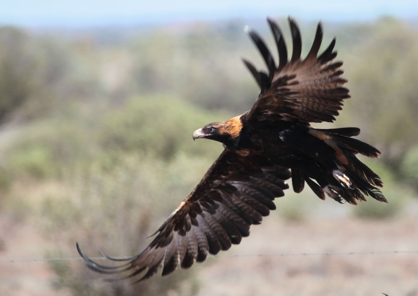 Richard Waring's Birds of Australia Wedgetailed Eagles photo bonanza