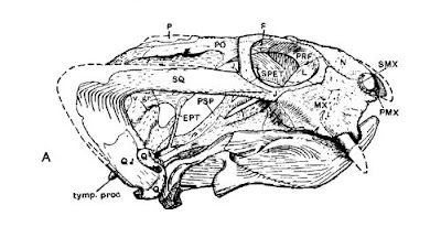 Kingoria skull