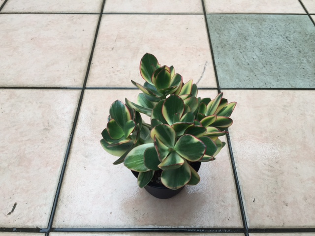 多肉and観葉植物world 15