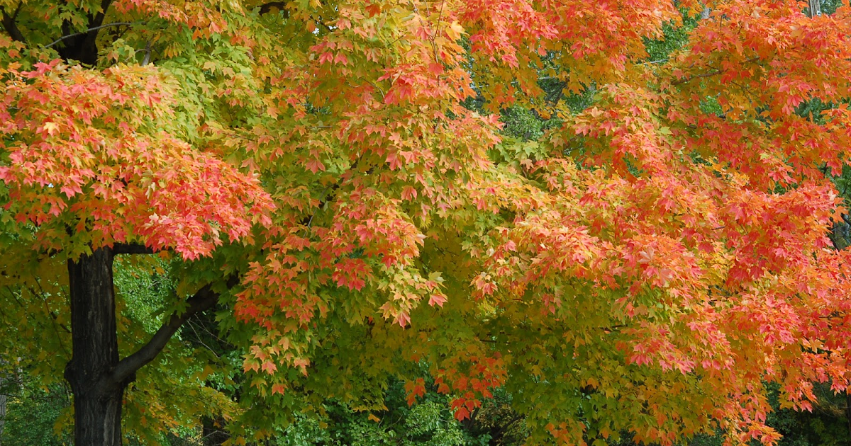 Expedition Earth: The difference between deciduous and coniferous