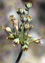 Allium Lefkarence. (Άλλιον των Λευκάρων).