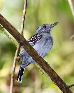 Western Slaty Antshrike