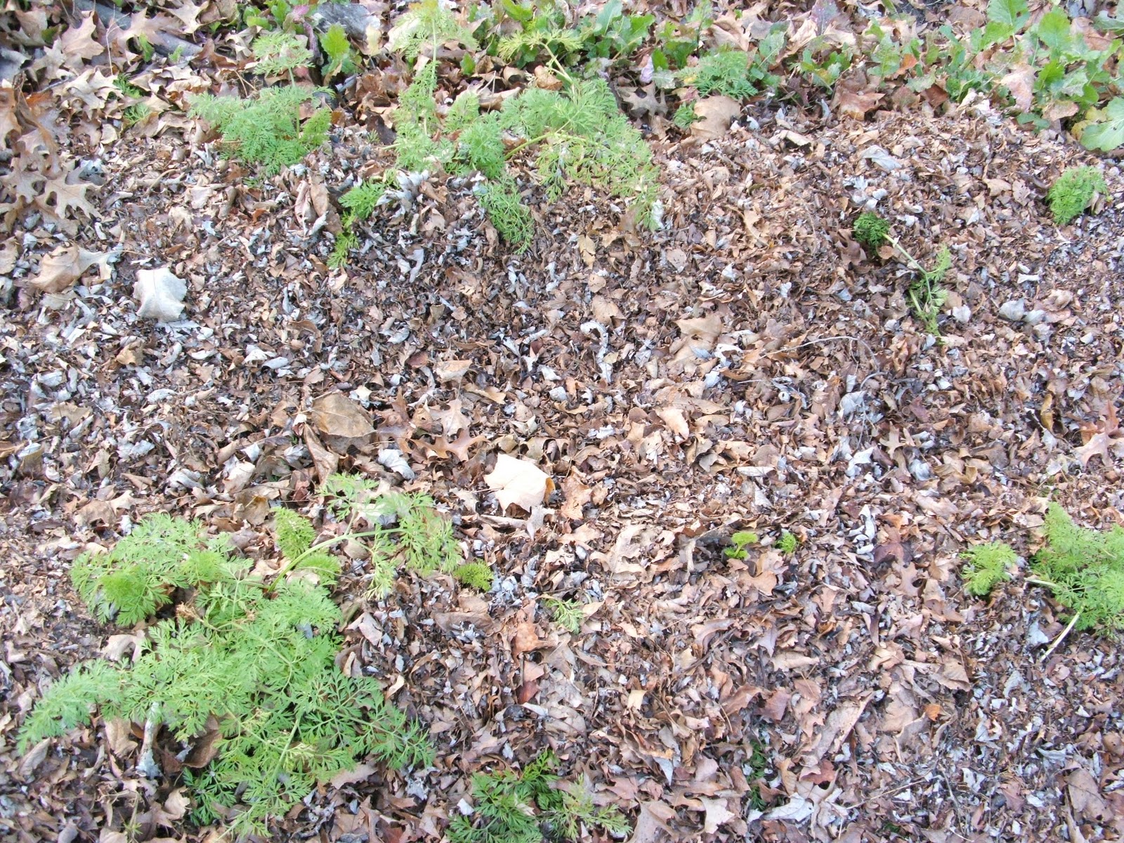 God's Growing Garden Mulching Carrots