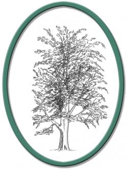 El Haya,el árbol de las hadas