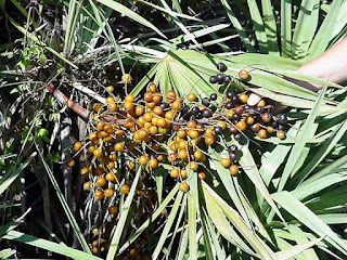 Saw palmetto