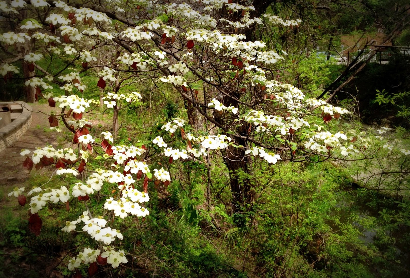 The Grackle Flowering Dogwood