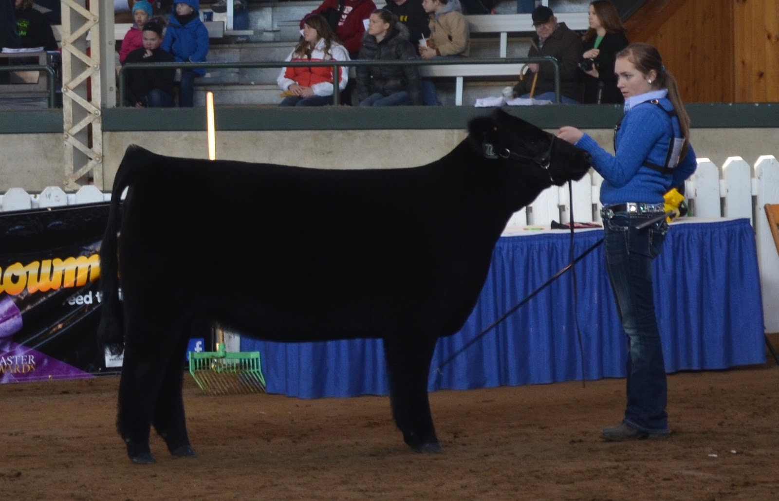 MITTAG Blog Iowa Beef Expo Heifers