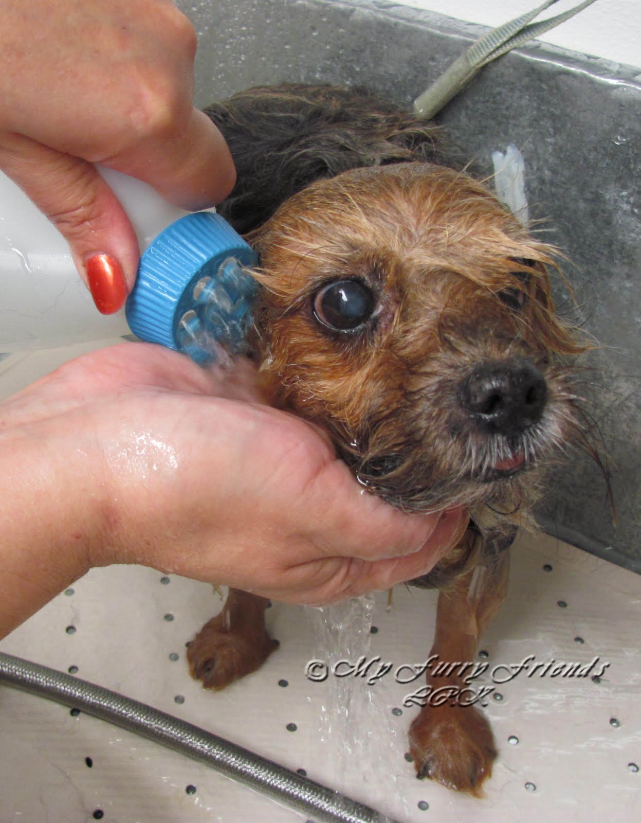 Pet Grooming The Good, The Bad, & The Furry Tuesday's Tip 27 Greasy