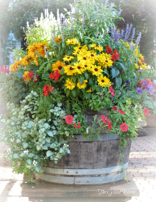 summer container gardening the gilded bloom summer container gardening the gilded bloom