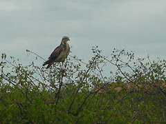 Gavião da caatinga II