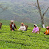 Darjeeling Terai Dooars Tea garden Workers threatened to go on a hunger strike