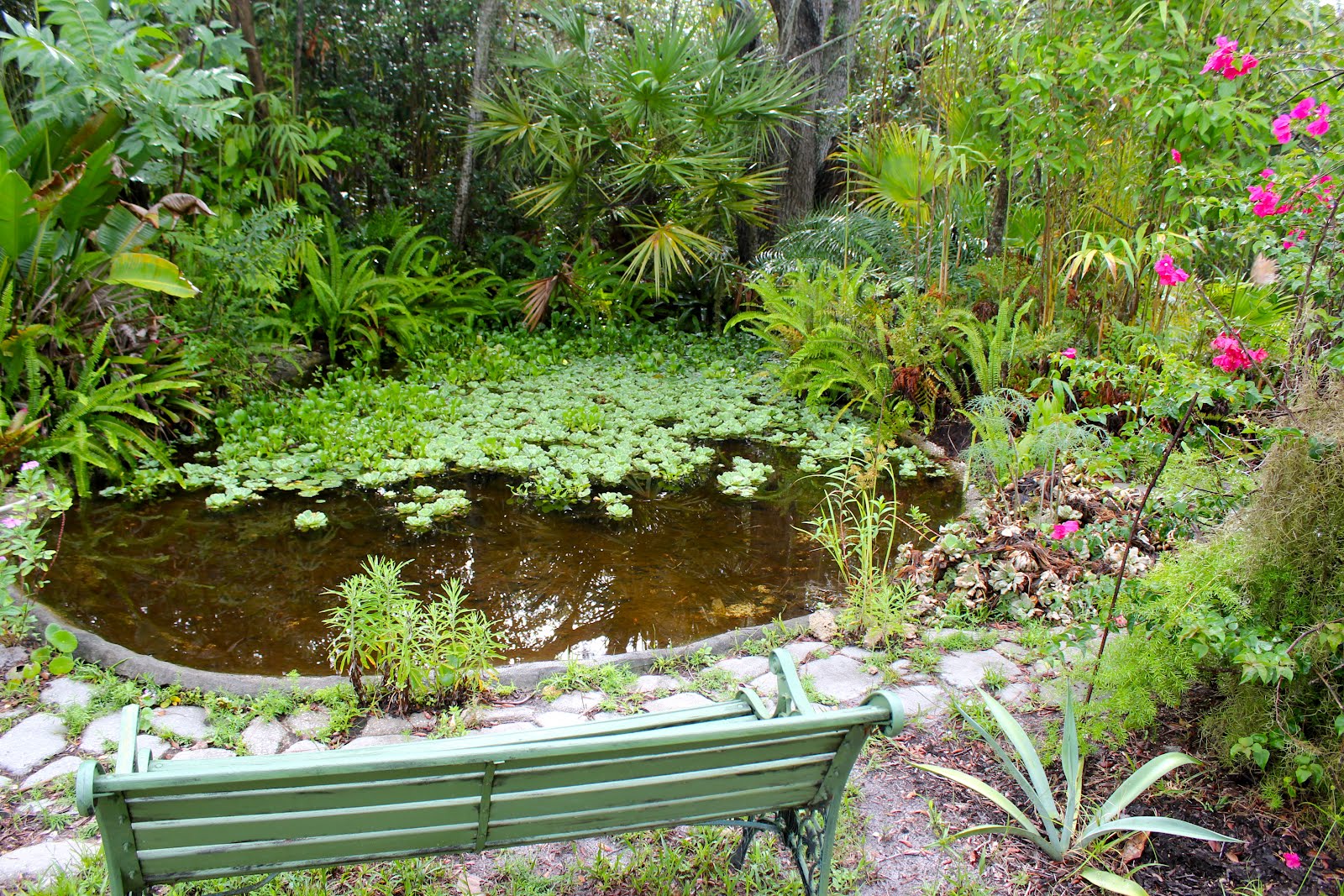 Tropical Pond